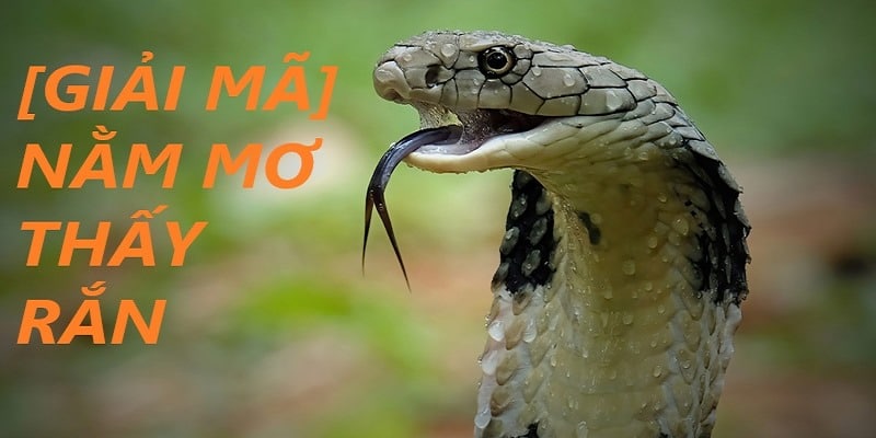 Mơ thấy rắn có thể là điềm báo tích cực hoặc xui xẻo